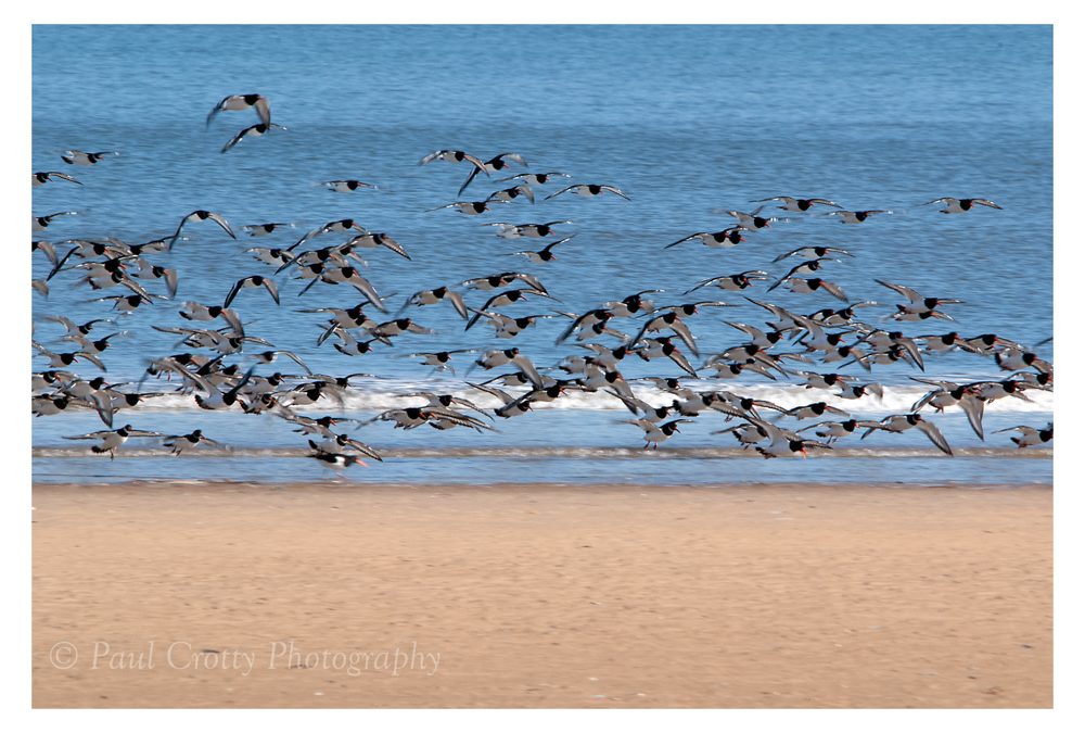 Titchwell RSPB Reserve