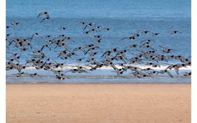 Titchwell RSPB Reserve