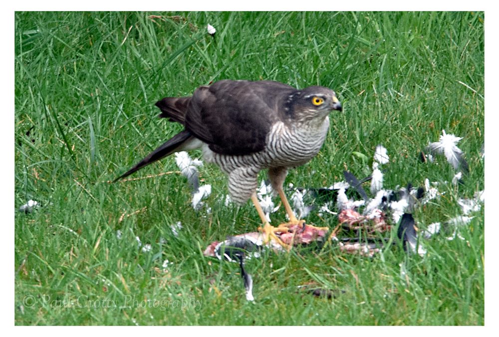 Sparrowhawk Visit