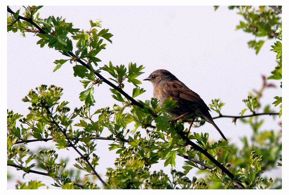 Rutland Water