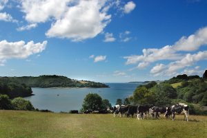 Trelissick (9)