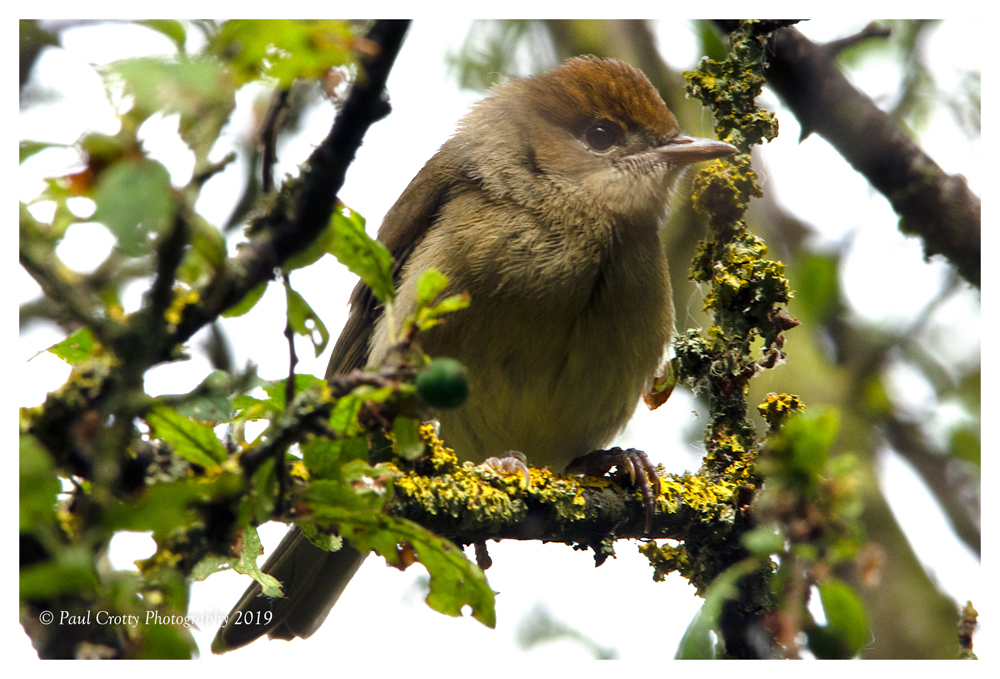Blackcap Juv SGP 5 6 19 (4 of 4)