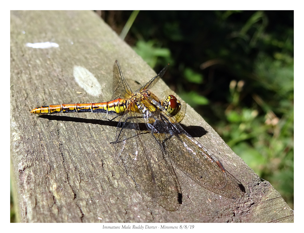 Ruddy darter - Aldeburgh 8 8 19 (1 of 2)