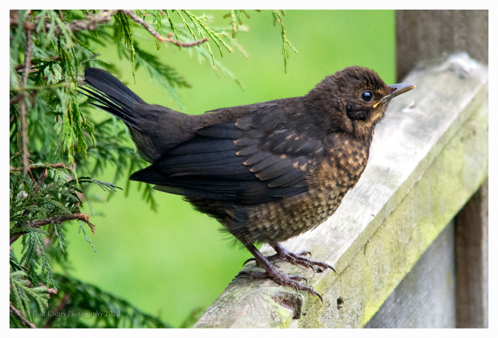 Blackbird juv Garden 30 4 20 (1 of 1)