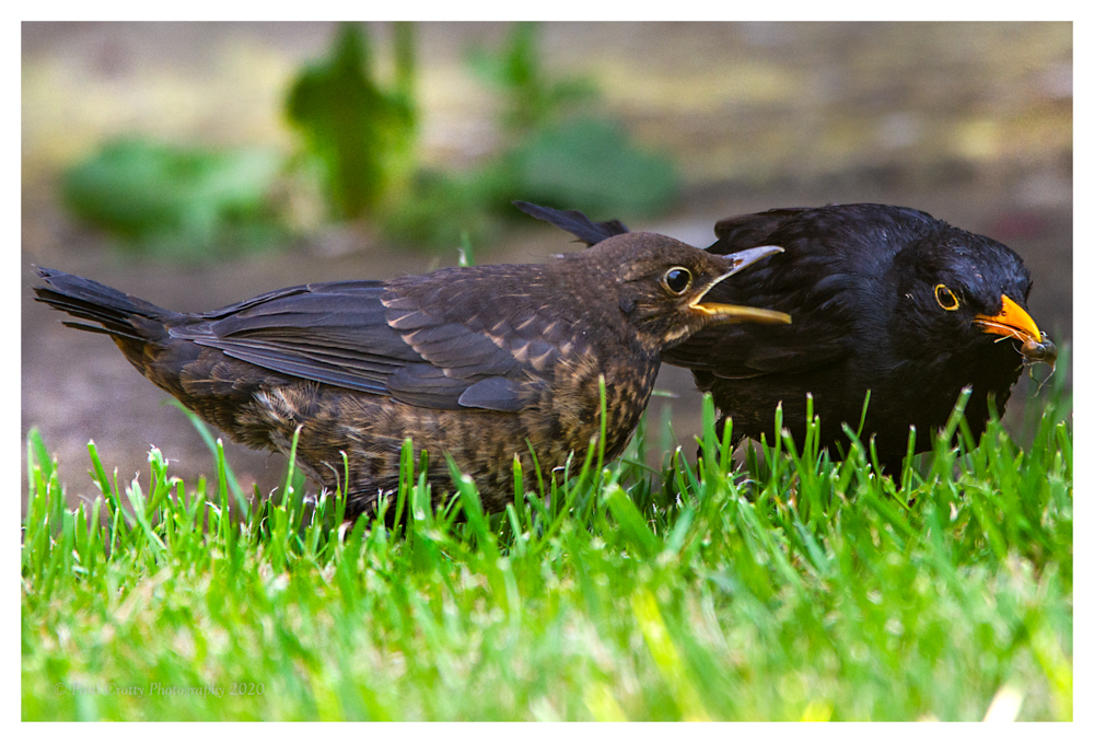 Blackbirds juv garden 26 4 20 (1 of 1)