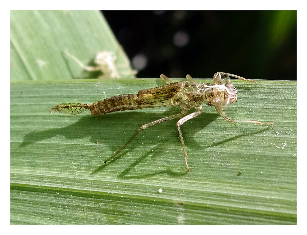 Damselfly nymph case (1 of 1)