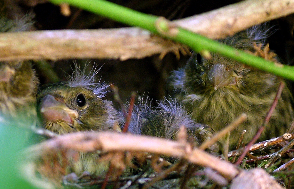 Sparrows in nest