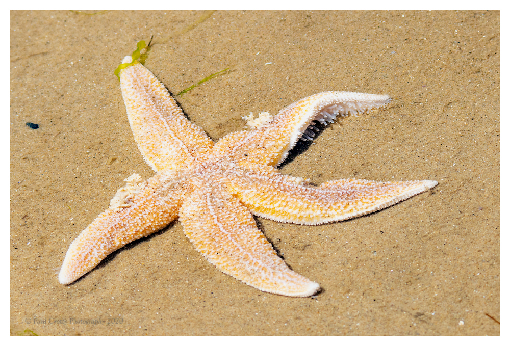 Brancaster 20 5 20 (1 of 168)-Edit