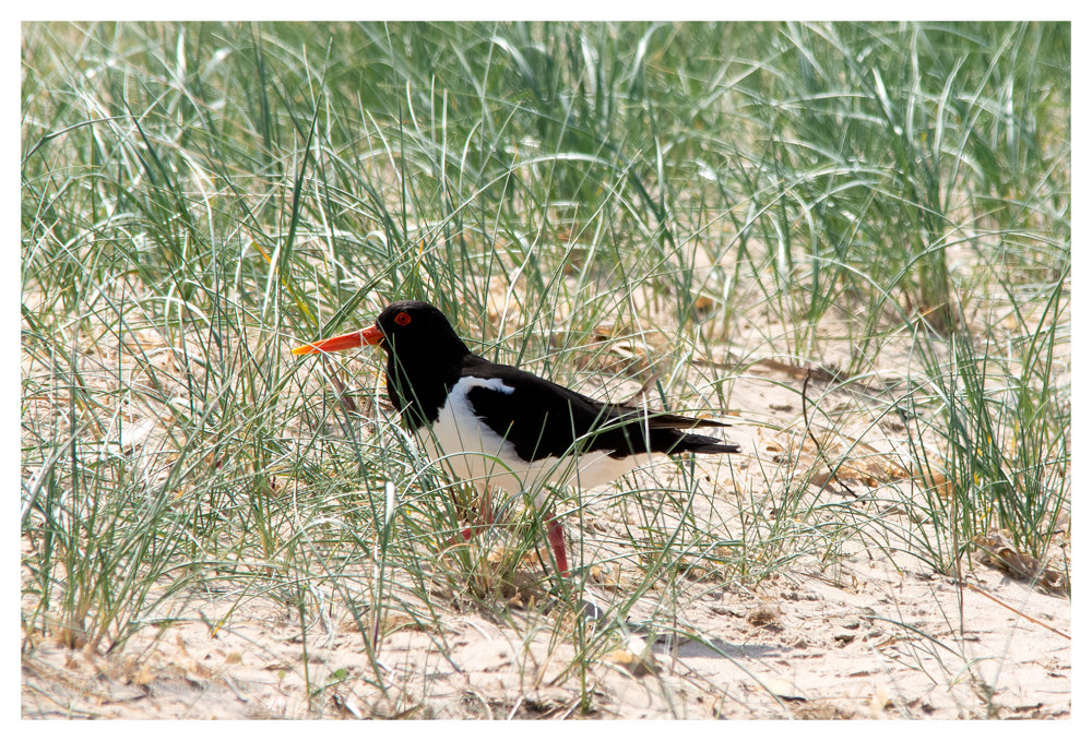 Brancaster 20 5 20 (23 of 168)-Edit