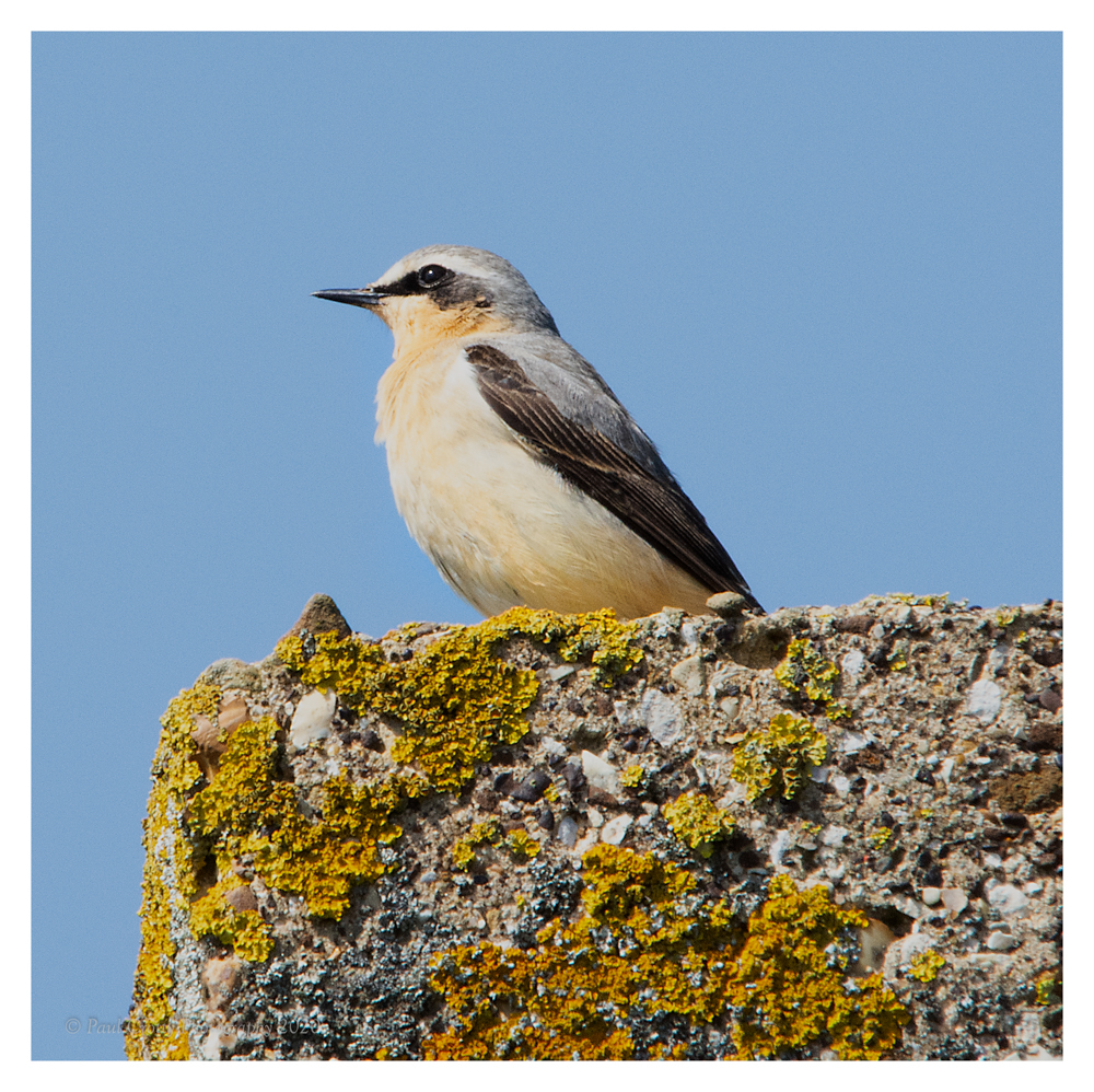 Greenland Wheatear HA 7 5 20 (6 of 7)