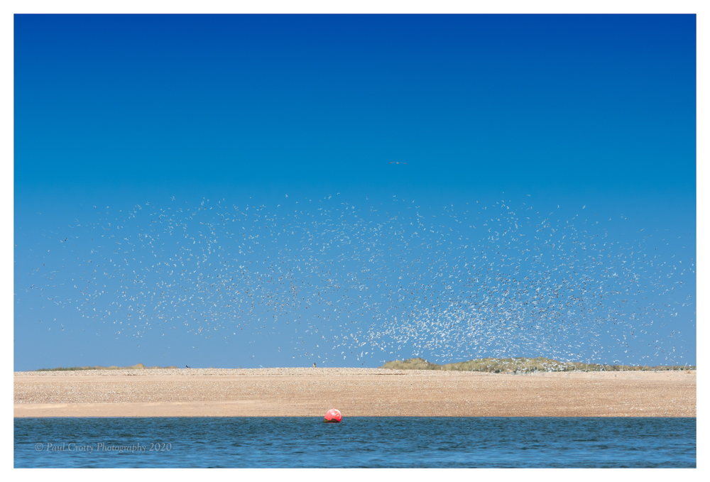 Gull Murmuration Brancaster 20 5 20 (2 of 2)