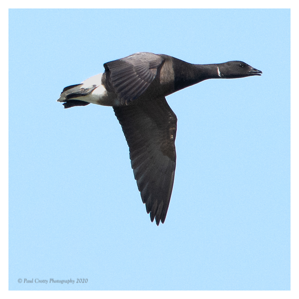 Oyster catchers Brancaster 20 5 20 (2 of 9)