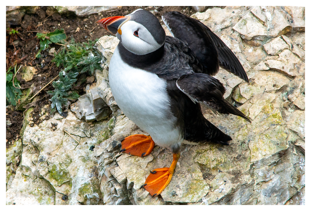 Puffin B C Yorkshire 10 6 20 (2 of 9)