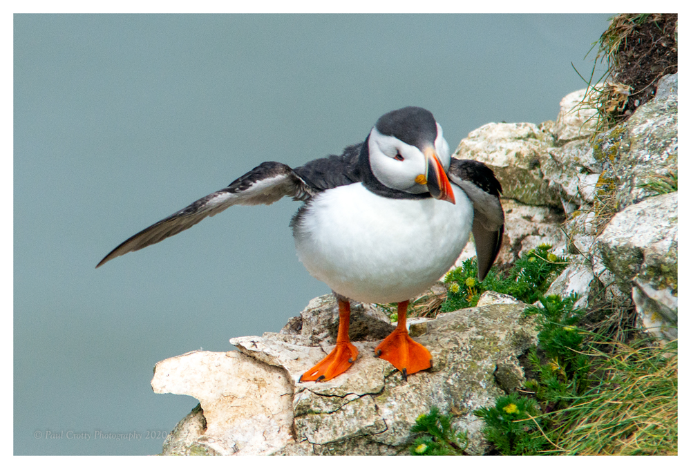 Puffin B C Yorkshire 10 6 20 (4 of 9)