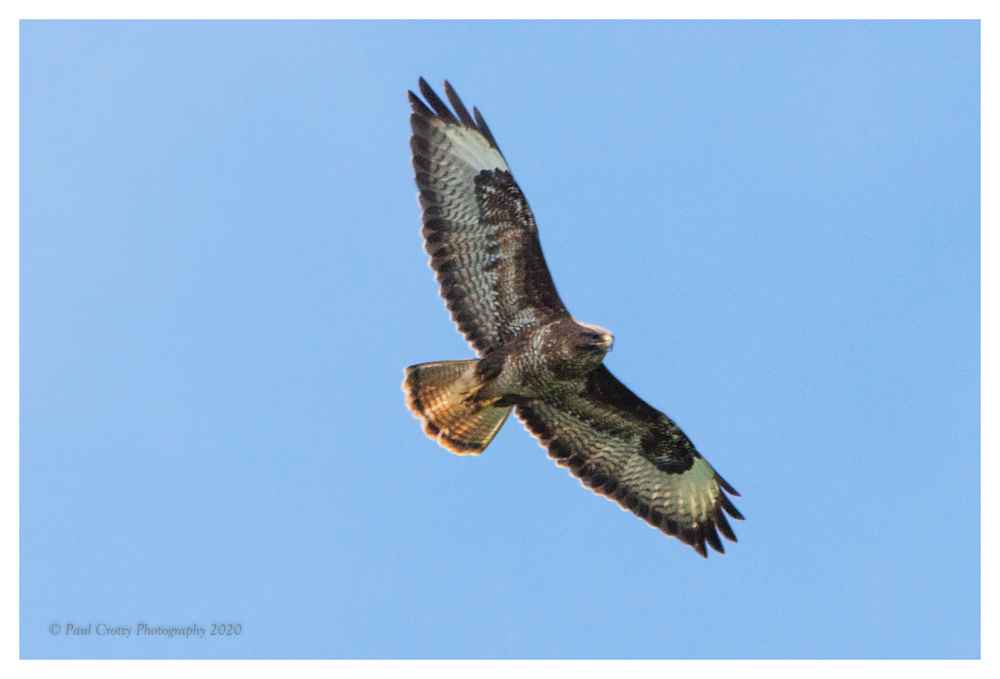 Buzzard RR 12 7 20 (1 of 2)