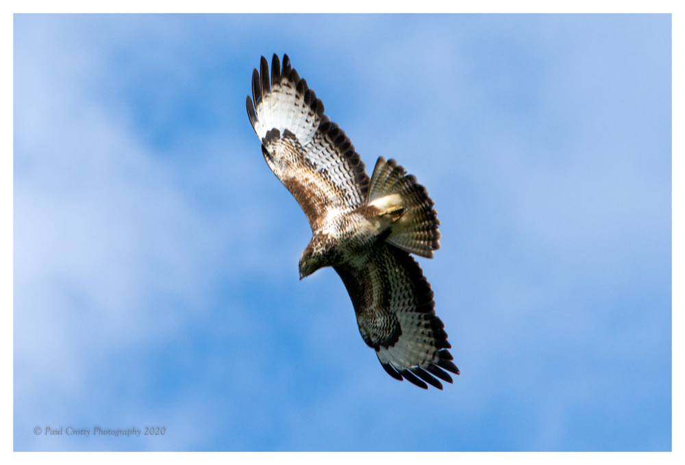 Buzzard RR 12 7 20 (2 of 2)