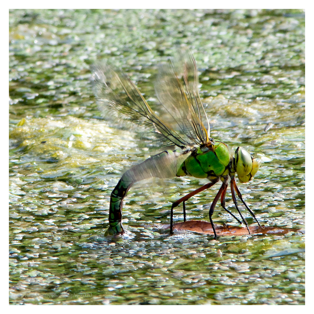 Dragonfly SLNR 22-7-20 (2 of 2)