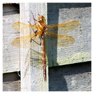 DragonflyGarden 12 7 20 (1 of 1)