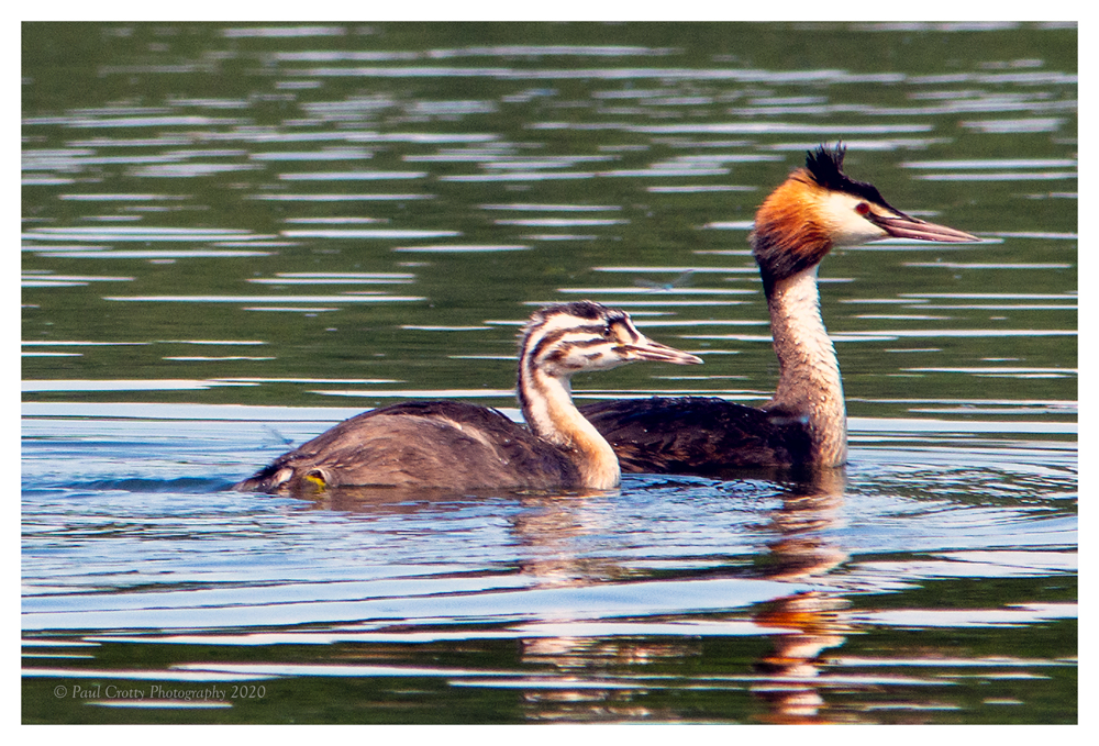 Great Crested Grebe and Juv RR 12 7 20 (1 of 1)