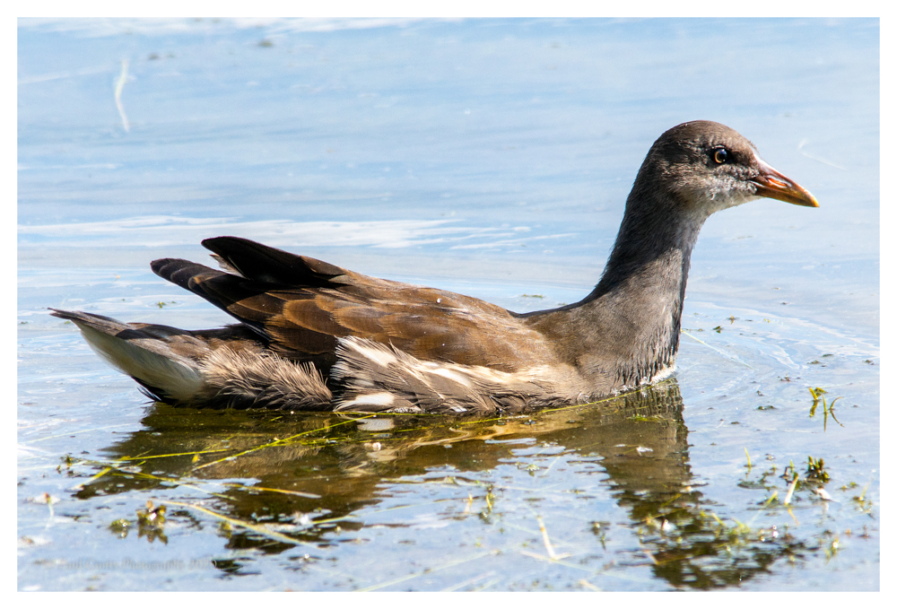 Moorhen RR 12 7 20 (1 of 1)
