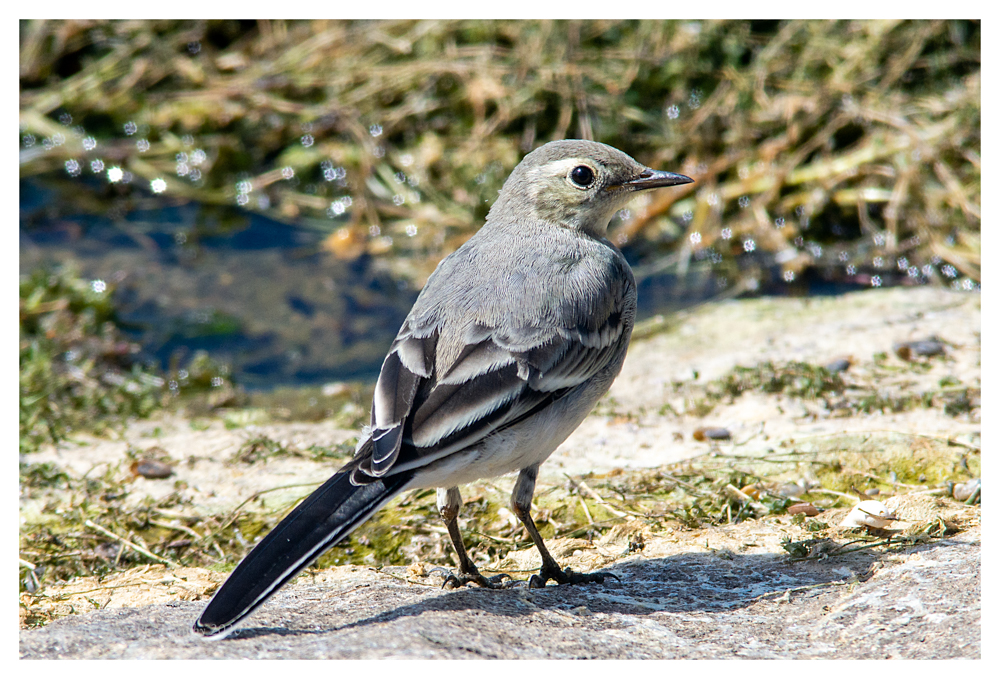 Pied Wagtail RR 12 7 20 (1 of 1)