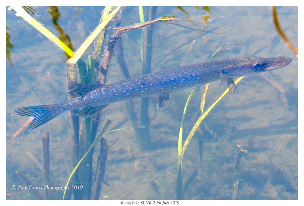 Pike -SLNR 29 7 19 (2 of 2)