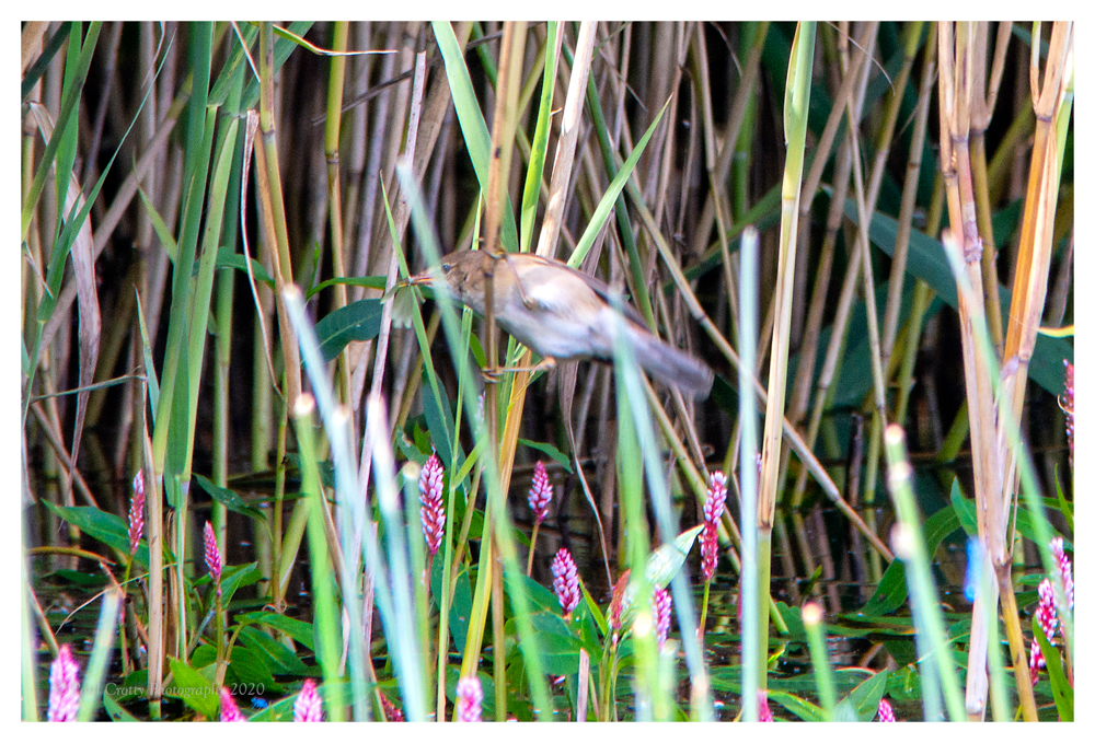 Reed Warbler RR 12 7 20 (1 of 1)