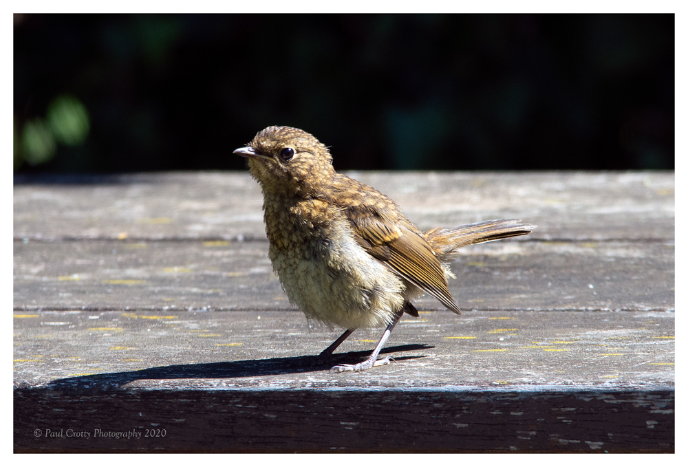 Robin Juv Garden 12 7 20 (1 of 2)