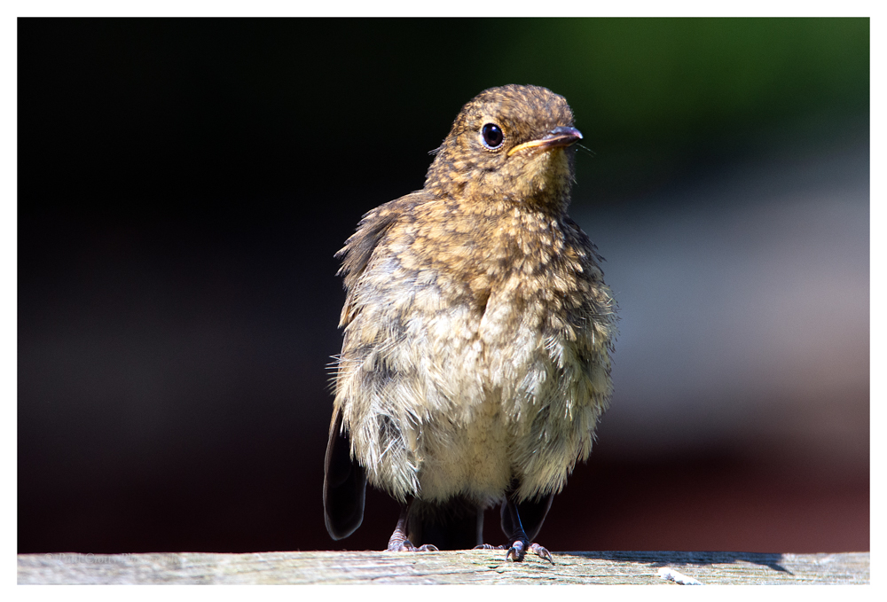 Robin Juv Garden 12 7 20 (2 of 2)