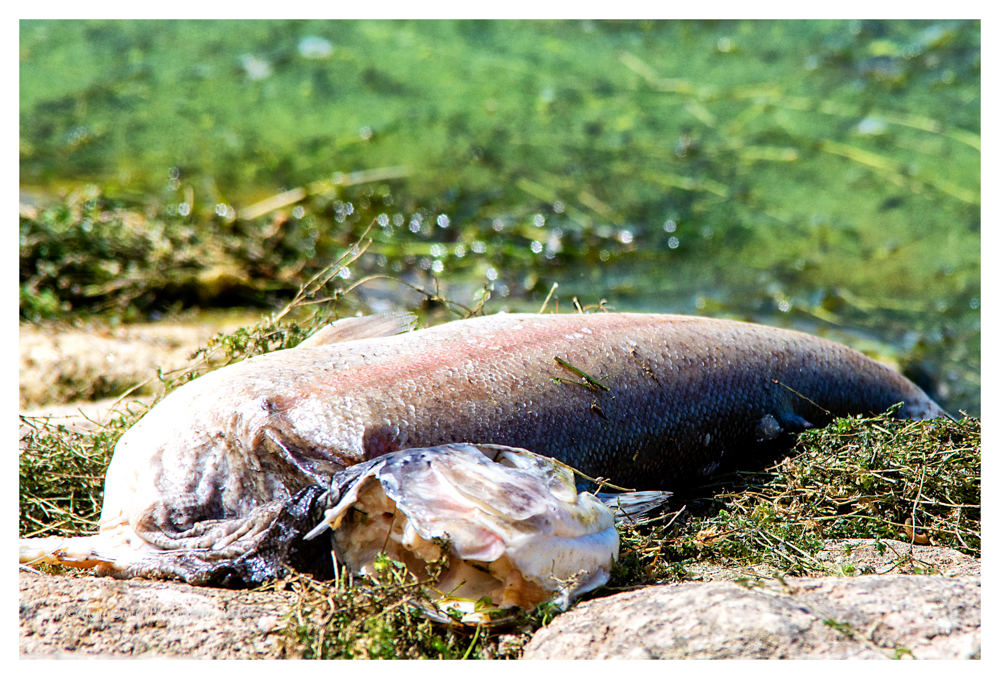Trout RR 12 7 20 (1 of 1)