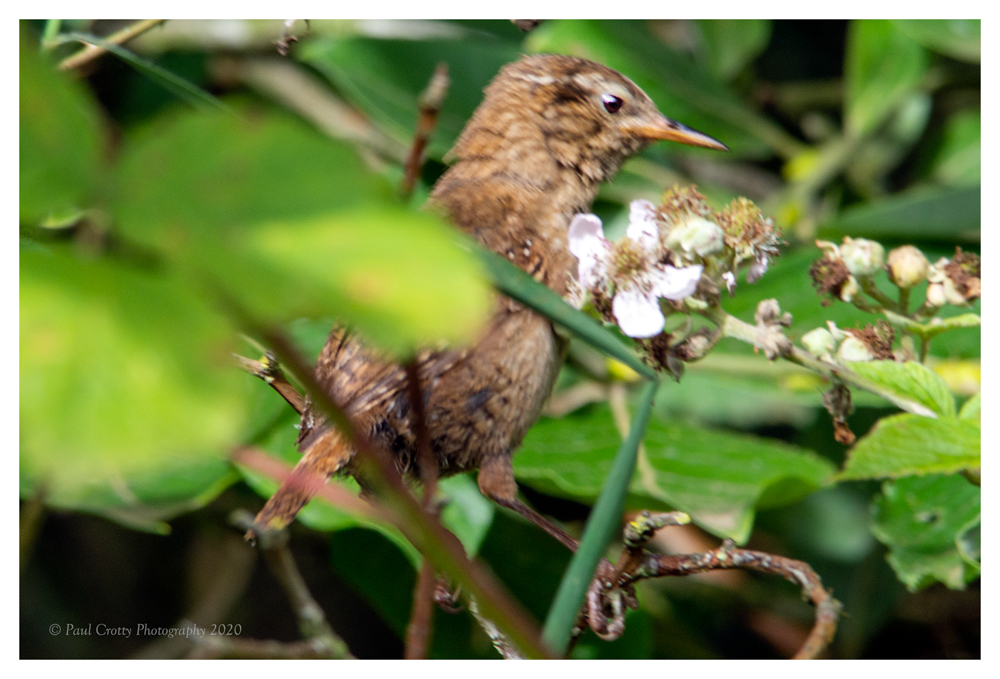 Wren SLNR 22-7-20 (1 of 1)