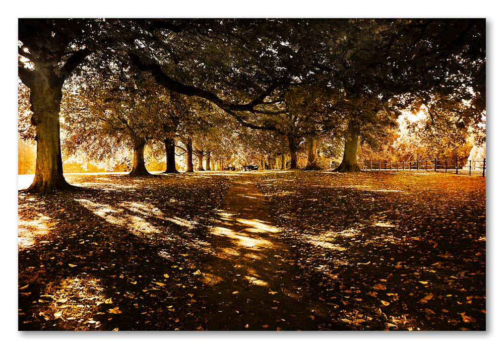 Autumn Avenue of Trees