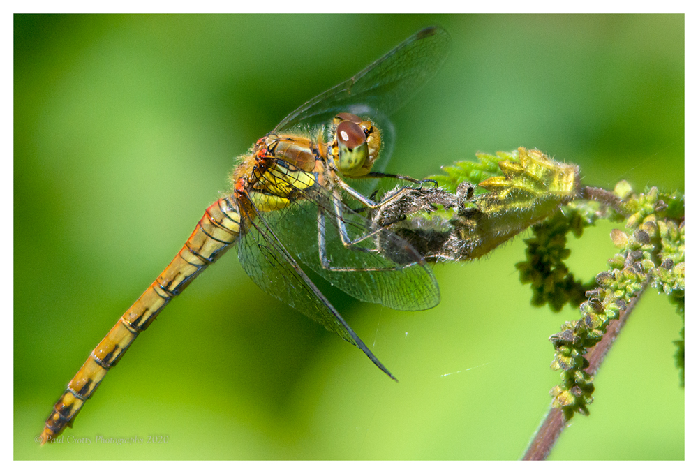 Common Darter F Titchwell 20 8 20 (1 of 1)