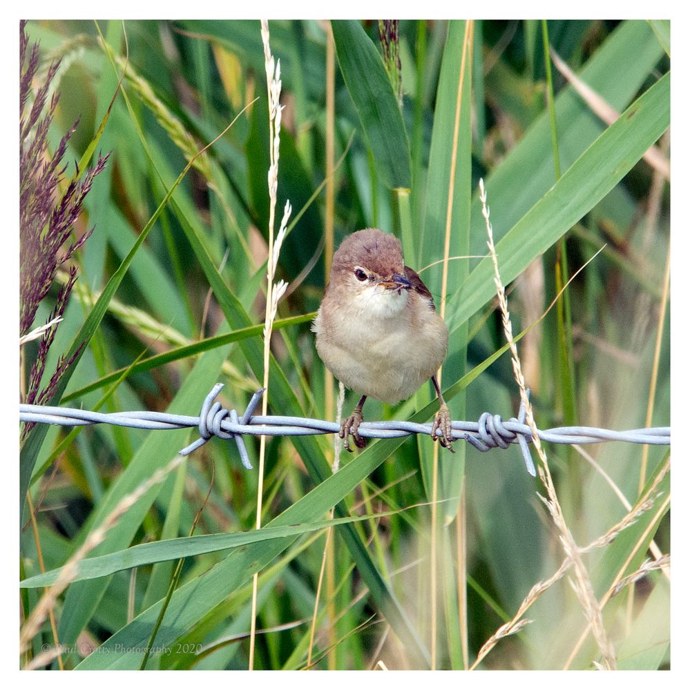 Frampton Marsh 30 7 20 (111 of 208)
