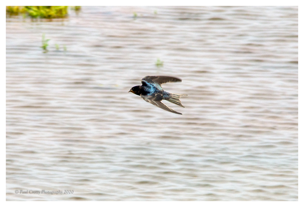 Frampton Marsh 30 7 20 (78 of 208)