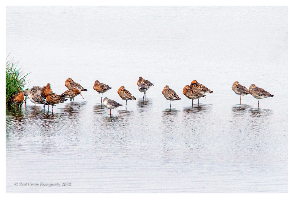 Frampton Marsh 30 7 20 (87 of 208)-Edit