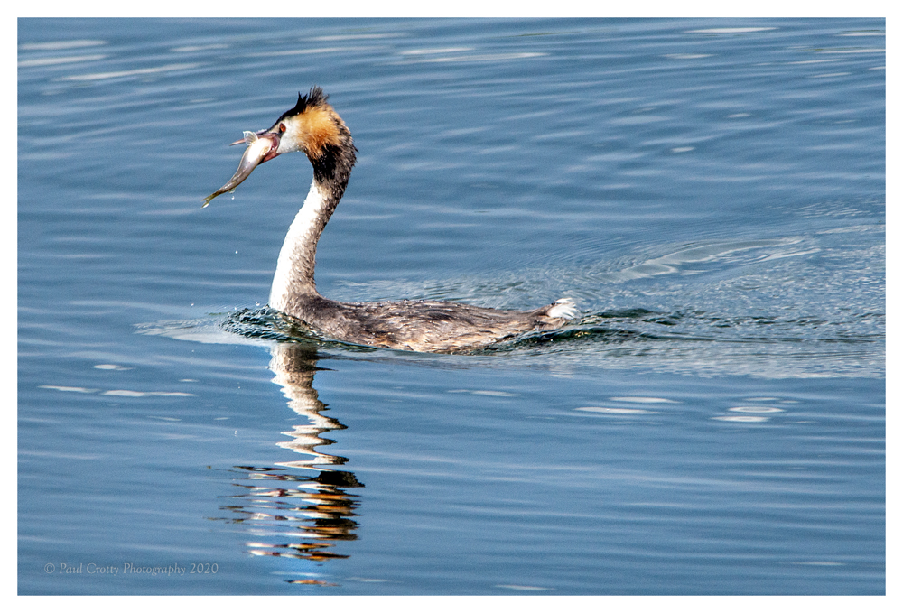 Great Crested Grebes Pitsford Res 17 8 20 (1 of 2)