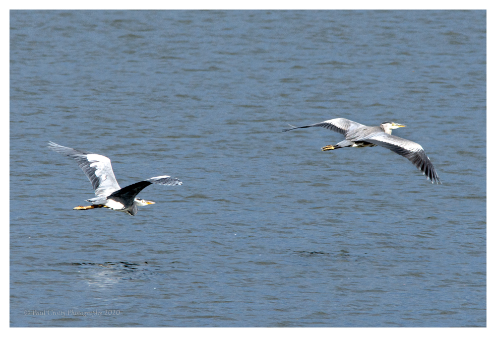 Heron sPitsford Res 17 8 20 (1 of 3)
