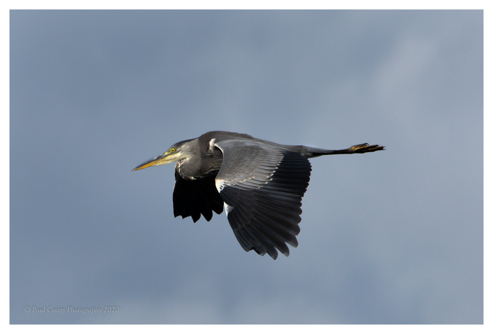 Heron sPitsford Res 17 8 20 (2 of 3)