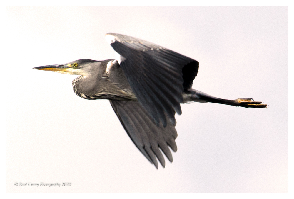 Heron sPitsford Res 17 8 20 (3 of 3)