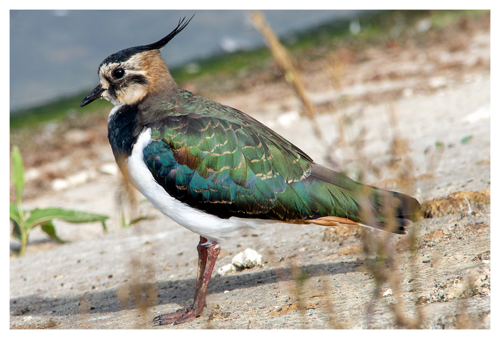 Lapwing Pitsford Res 17 8 20 (1 of 1)