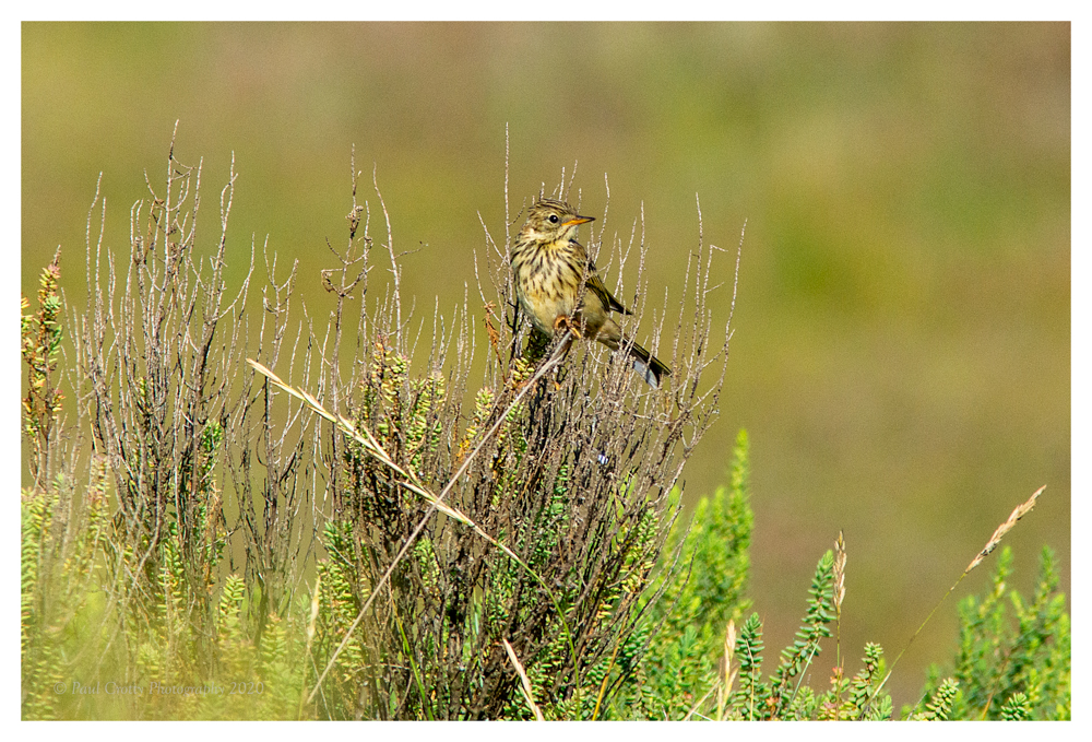 Meadow Pipit Titchwell 20 8 20 (1 of 2)