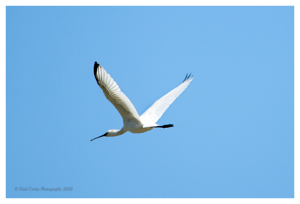 Spoonbill Titchwell 20 8 20 (1 of 1)