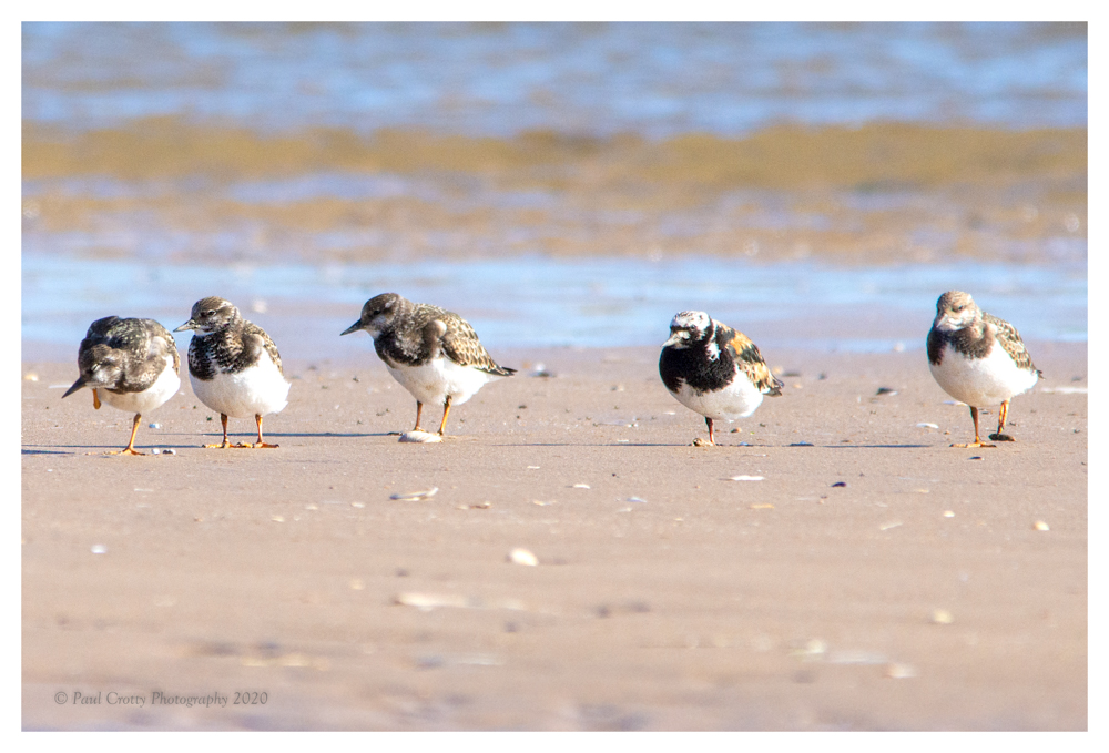 Turnstones Titchwell 20 8 20 (1 of 1)