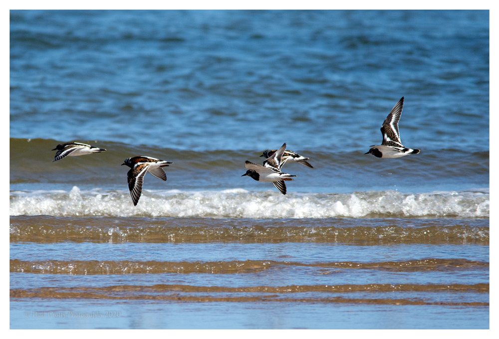 Turnstones Titchwell 20 8 20 (1 of 2)