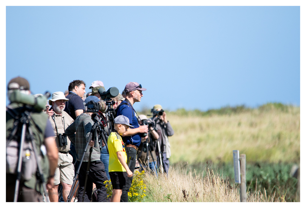 Twitchers Titchwell 20 8 20 (1 of 1)