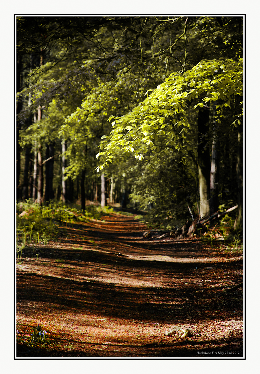 Firs Walk 2012