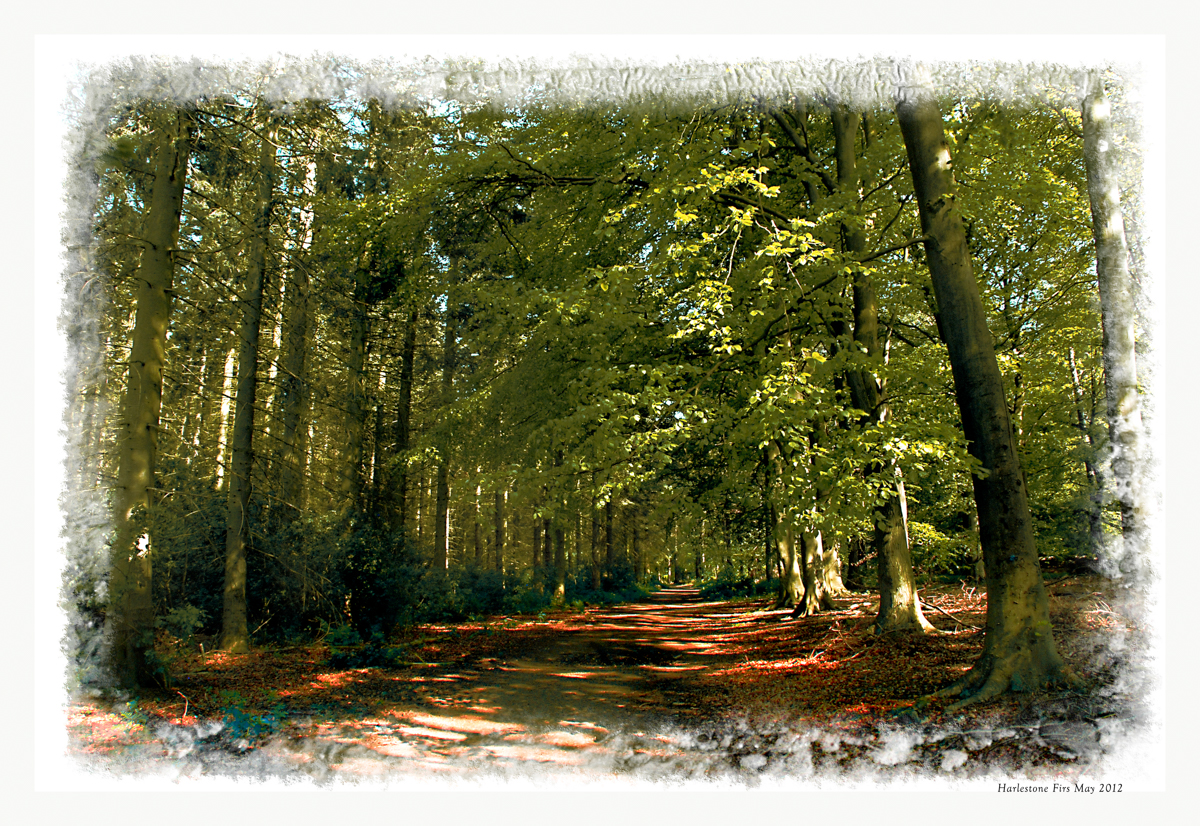 Harlestone Firs 2012