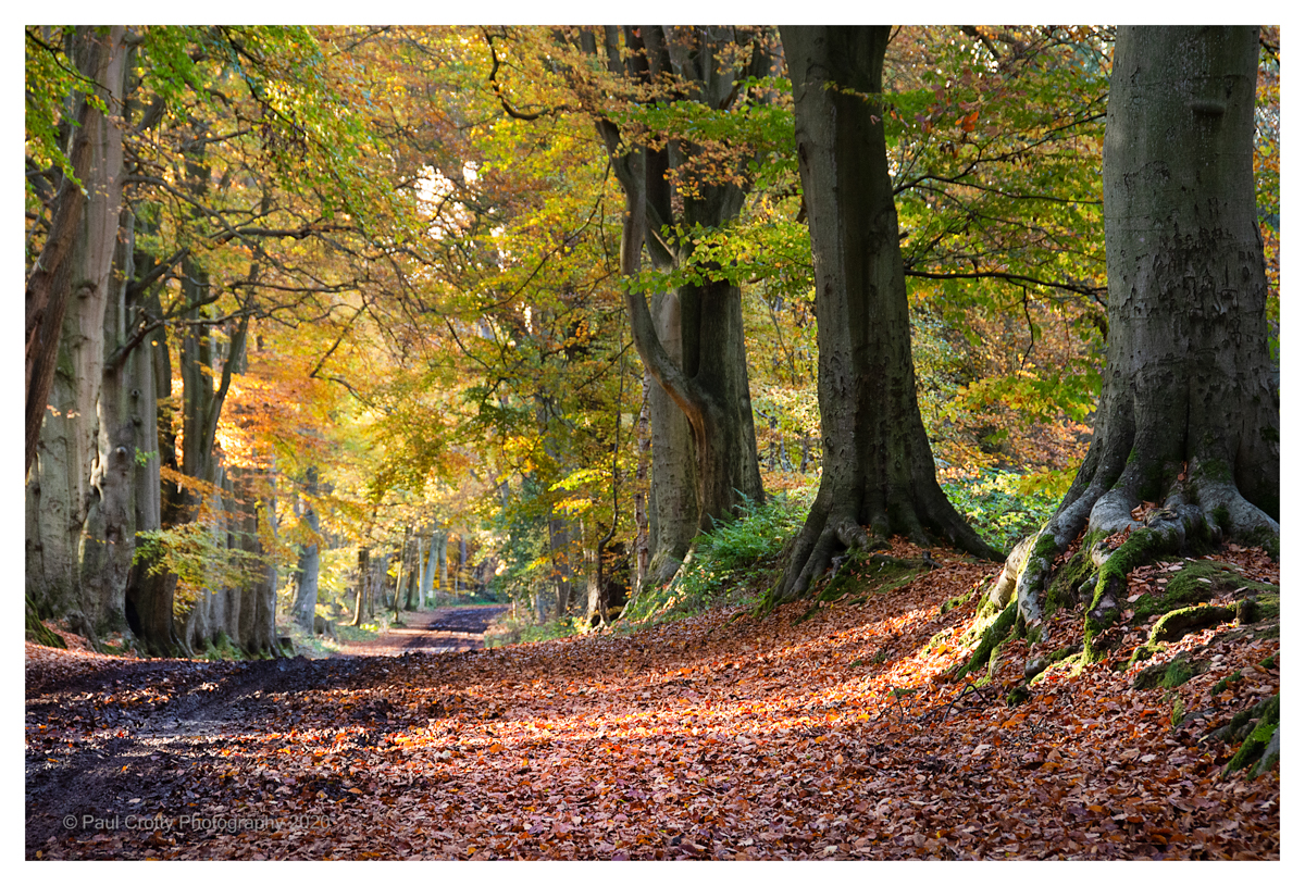Harlestone Firs 5 11 20 (6 of 7)