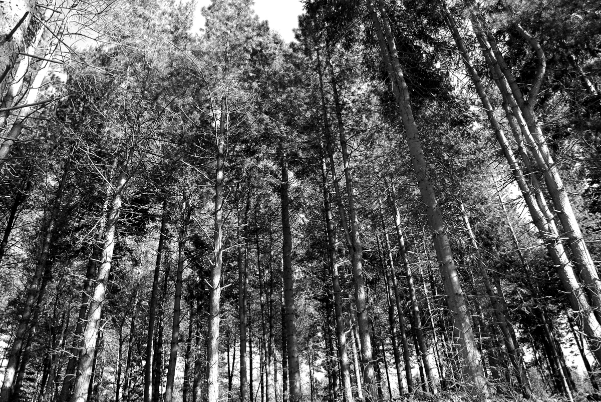 Harlestone firs mono